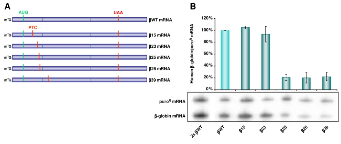 Figure  III.1.  In  the  β β β β -globin  mRNA,  the  AUG-proximity  effect  occurs  only  for  transcripts  nonsense-mutated at codons located upstream to codon 24