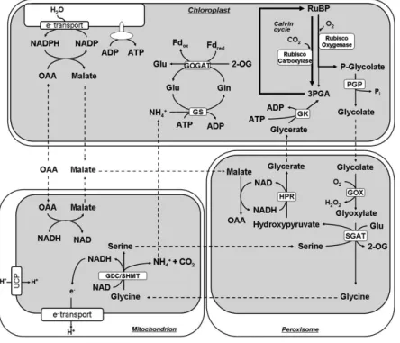 Fig.  I1.  Representation  of  the  photorespiratory  pathway.  RuBP,  ribulose-1,5-bisphosphate;  PGP,  phosphoglycolate  phosphatase;  GOX,  glycolate  oxidase;  SGAT,  serine/glyoxylate  aminotransferase;  GDC/SHMT,  glycine  decarboxylase/serine  hydro