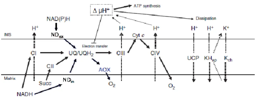 Fig.  I3. Energy  dissipating systems in a plant  mitochondrial membrane. The  pathways of  electrons from the  substrates  to  oxygen via the different complexes of the mitochondrial respiratory chain are represented with bold arrows and the coupled  expo