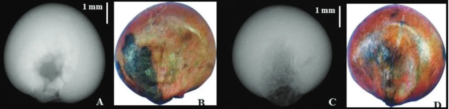 Figura 3. Imagens radiográficas de sementes de sorgo do híbrido 50A70, apresentando dano por deterioração de  tecidos na região da plúmula (A) e na maior parte do eixo embrionário (C), resultando em semente morta (B e D).