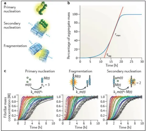 Figure 1.1.7 - Kinetics of amyloid formation. Adapted from [42]