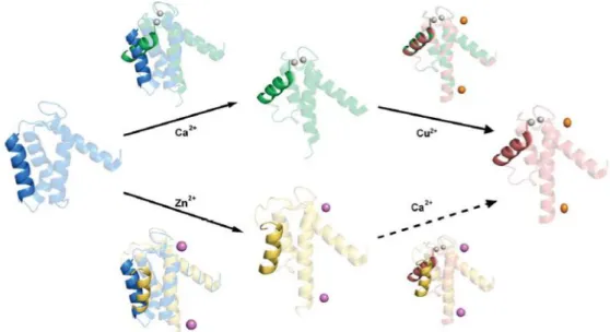 Figure 1.2.2 – Comparison of single sub-units of S100A12 to emphasize the differences in the packing of Helix III  induced by Ca2+ and transition metals