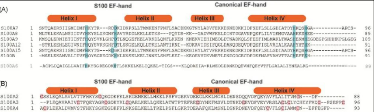 Figure  1.2.3  –  Alignments  of  S100  proteins  containing  transition  metal  binding  sites