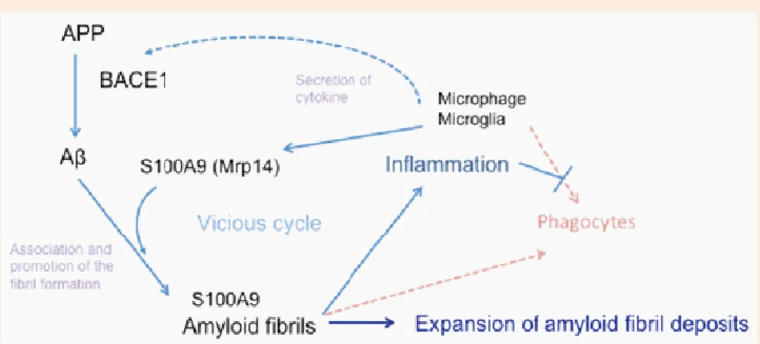 Figure 1.2.7 – A comprehensive model of amyloid fibril formation enhancement. Local inflamation by Aβ amyloid  deposition  induces  S100A9  production  by  activated  phagocytes  and  up-regulation  of  the  inflamatory  condition