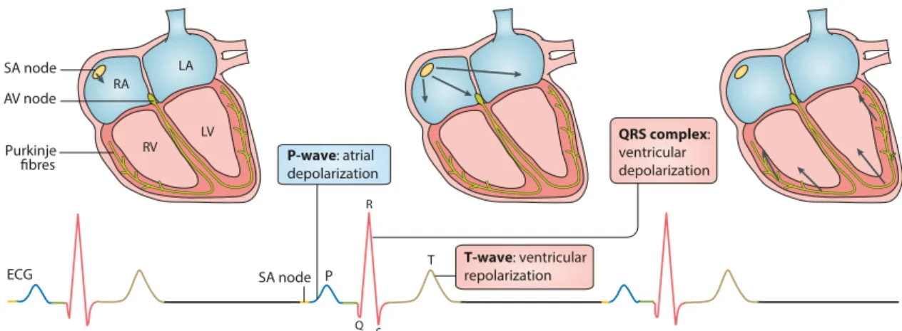 Figure 2.1: Representation of the electrical activity of the heart during sinus rhythm (top), and corresponding electrocardiogram (ECG; bottom)