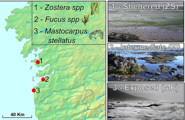 Figure 7. Location of three populations of Littorina fabalis ecotypes and respective host algae/seagrass  in Galicia (Northern IP) analyzed in this study