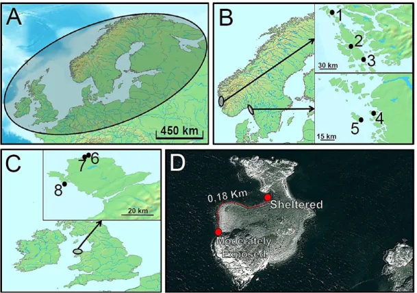 Figure  9.  Sampling  locations  in  NE.  (A)  Flat  periwinkles  are  widely  distributed  in  the  North  Atlantic,  occupying  most  coastal  areas