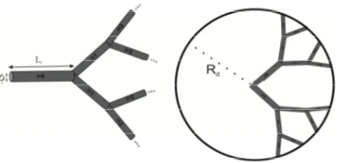 Fig. 1. Tree-shaped network (N = 3; m = 2) and tree pattern of tubes connecting the centre and the  rim of a circular area