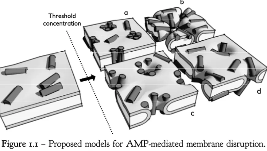 Figure 1.1 – Proposed models for AMP-mediated membrane disruption.