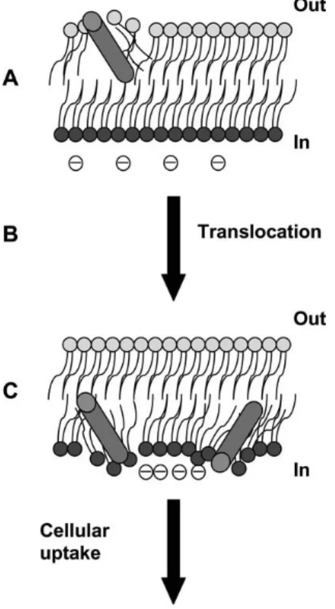 Figure 1 CPP translocation by a physically driven process can be regarded as a composite of three sequential steps