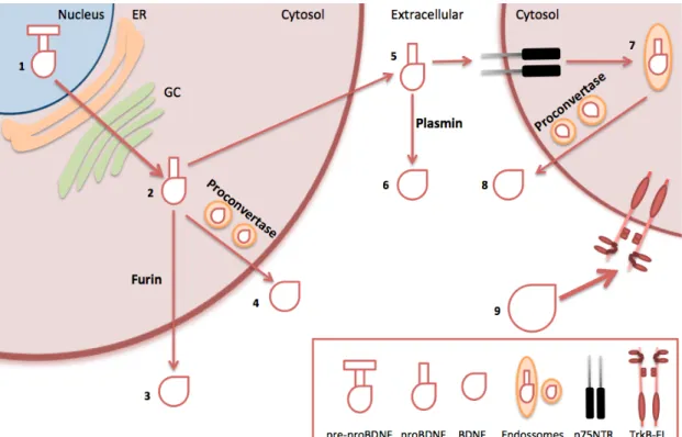 Figure  1.2  –  Schematic  representation  of  BDNF  processing  and  release.  Pre-mRNA  sequence  of  BDNF  present  in  nucleus  (1)  is  converted  to  pro-BDNF,  after  processing  in  endoplasmic  reticulum  (ER)  and  Golgi  complex  (GC)  (2)
