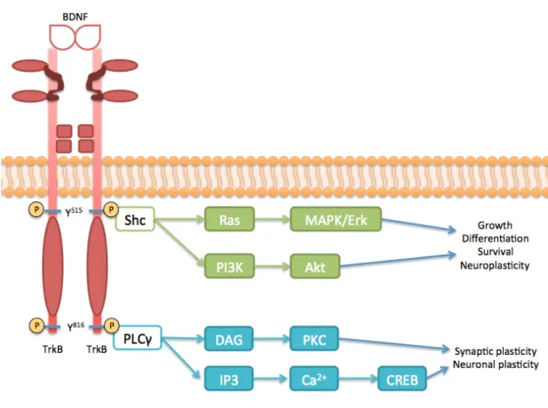 Figure  1.4  –  Schematic  representation  of  BDNF/TrkB-FL  signalling.  The  binding  of  homodimeric  BDNF  promotes  the  dimerization  of  TrkB-FL  receptors,  activating  the  kinase  domain  present  in  intracellular  side  and  trans-phosphorylati