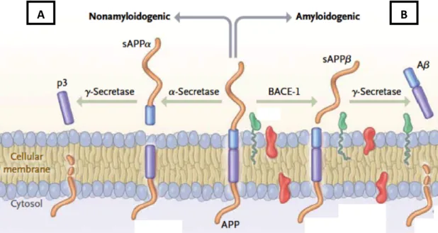 Figure 1.8 – Differential processing of APP: (A) non-amyloidogenic and (B) amyloidogenic  pathways