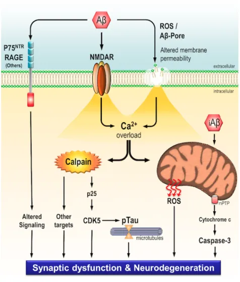 Figure  1.9  –  Schematic  representation  of  toxicity  mechanisms  induced  by  Aβ  peptide