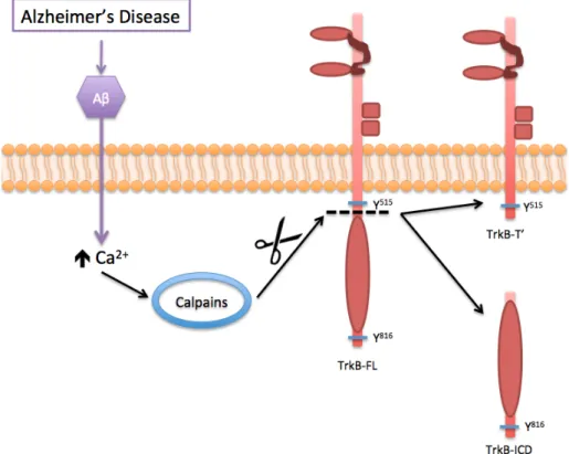 Figure  1.11  –  Schematic  representation  of  Aβ-induced  overactivation  of  calpains  and  consequent  cleavage  of  TrkB-FL  receptor,  generating  TrkB-ICD  and  TrkB-T’