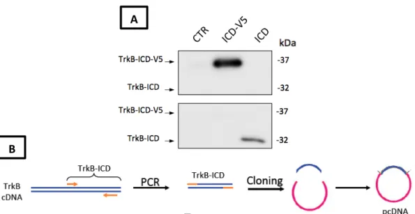 Figure  3.4  –  (A)  H4  cells  transfected  with  TrkB-ICD-V5  and  TrkB-ICD  plasmids  and  (B)  summary of plasmid cloning process