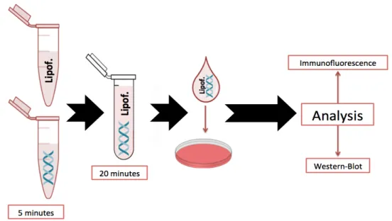 Figure 3.5 – Schematic representation of transfection process. This figure summarizes the  steps of the transfection process