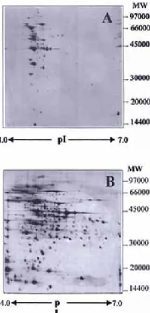 Figure 1. Gel images of  L. bulgaricus grown under controlled pH; A- irreversible silver stain and  B- B-reversible silver stain.