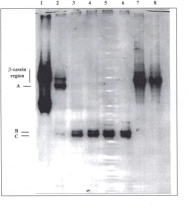 Figure 3. Urea-PAGE electrophoregram of  sepa-rated ~-caseins after  incu-bation for I min, I h, 3 h, 6 h and 10 h (lanes 2-6, respectively) with cardosin A; lane I contains plain ovine Na-caseinate, and lanes 7 and 8 contain plain ovine ~-casein, after  i
