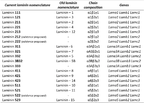 Table 1 - Laminin nomenclature and chain composition. From Thorsteinsdóttir et al., 2011 