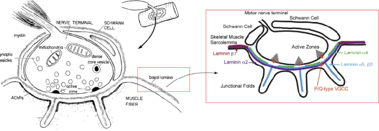 Figure 5 - The neuromuscular junction &amp; the laminin distribution within the synaptic cleft