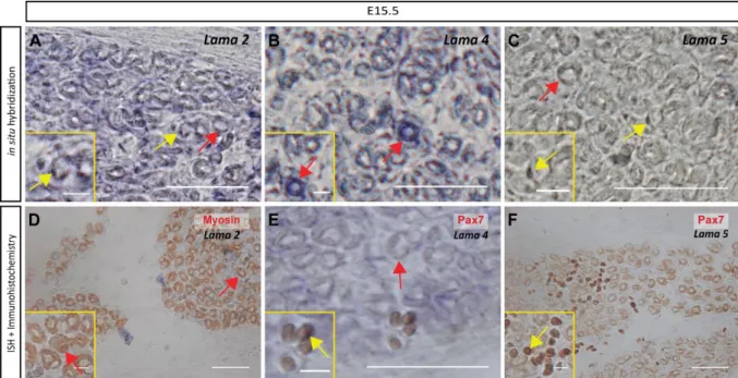 Figure 10 - Both myofibers and mononucleated cells express Lama2, Lama4 and Lama5 genes at E15.5, but expression  in mononucleated cells appears stronger