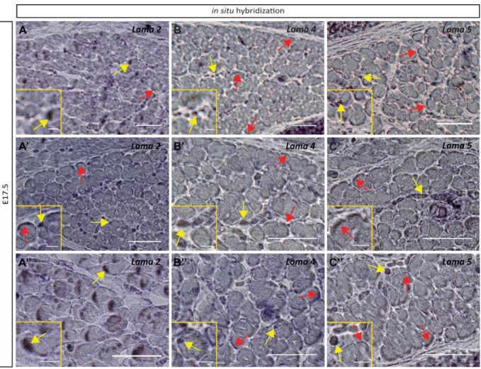 Figure  11  -  Both  myofibers  and  mononucleated  cells  still  express  Lama2,  Lama4  and  Lama5  genes  at  E17.5