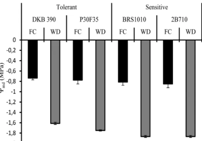 Figure 1. Leaf water potential at midday (Ψmd) in  four maize genotypes with contrasting characteristics  for  drought  tolerance  submitted  to  different  water  levels in the soil during pre-flowering