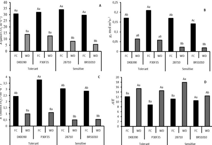 Figure 3. Gaseous exchange parameters in four maize genotypes with contrasting characteristics for drought  tolerance submitted to different water levels in the soil during pre-flowering.
