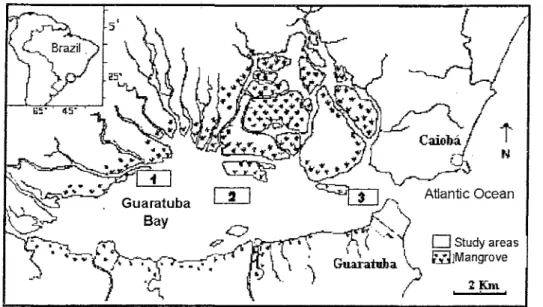 Fig. 1. Map of Guaratuba Bay, Southem Brazil, showing positions of study areas (1,2,3) relative to the sea and rivers entering the bay, as well as the mangrove zone (northern region) studied by Chaves (1998).
