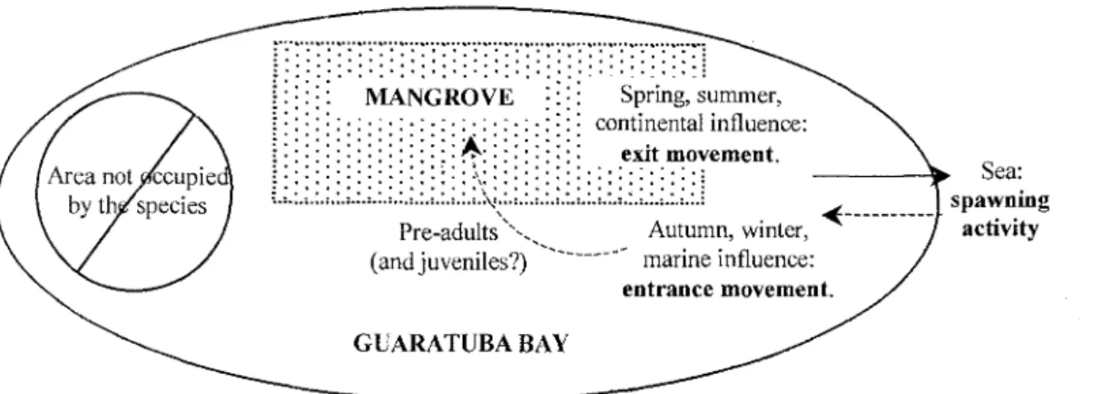 Fig. 6. Model depicting movements of P. corvinaeformis in Guaratuba Bay, as suggested by the results presented herein.