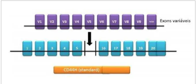 Figura 9. Estrutura do gene CD44 com 20 éxons. Os 10 éxons do meio sofrem splicing alternativo  formando  as  variáveis  (v1-v10);  os  éxons  que  não  sofrem  o  splicing  alternativo  formam  o  CD44s  (padrão)