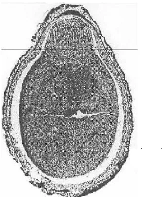 FIGURE 1 -  Longitudinal cut of a sesame seed indicating where seed was separated in micropylar tip and lateral part.