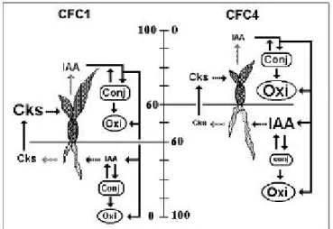 TABLE 2 - IAA conjugation and enzymatic oxidation in shoots and roots of two  C. fimbriatum genotypes.