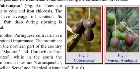Fig. 5     ‘Cobrançosa’   Fig. 6    ‘Verdeal  Alentejana’    
