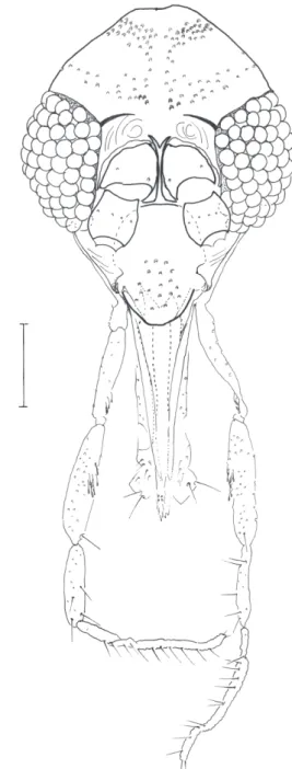 Figure 1. Evandromyia  (Aldamyia)  aldafalcaoae.