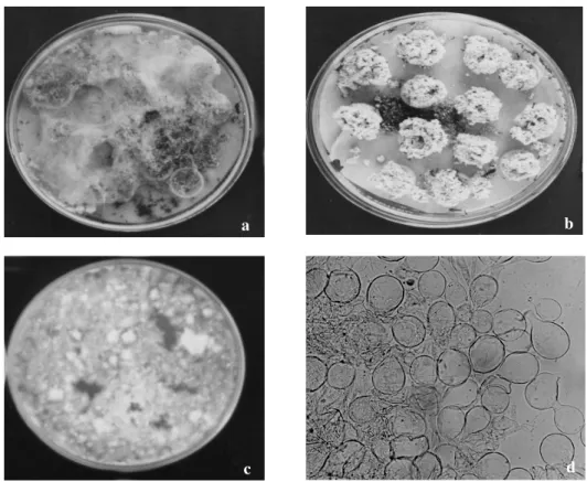 Figure 1. Isolation of the fungal symbiont of the ant A. crassispinus. Note the development of contaminants in fungus garden samples after 15 days without ants (a), in contrast to the selective propagation of the fungus in the presence of ants (b)