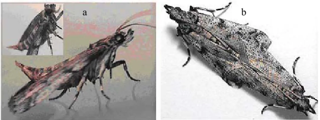 Fig. 2. (a) Typical position of navel orangeworm calling females. Note the extended wings, the exposed pheromone gland at  the tip of the curved abdomen, and the blurring antennae (due to extensive antennation)