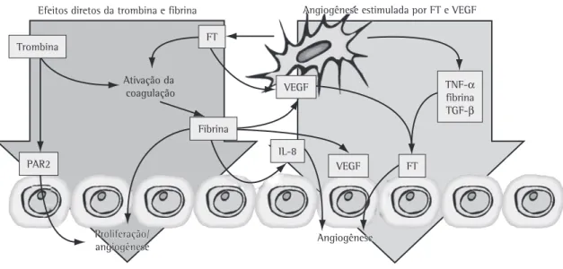 Figura  3  -  Papel  da  coagulação  na  angiogênese.  A  ativação  da  coagulação  pode  gerar  neovascularização  direta 