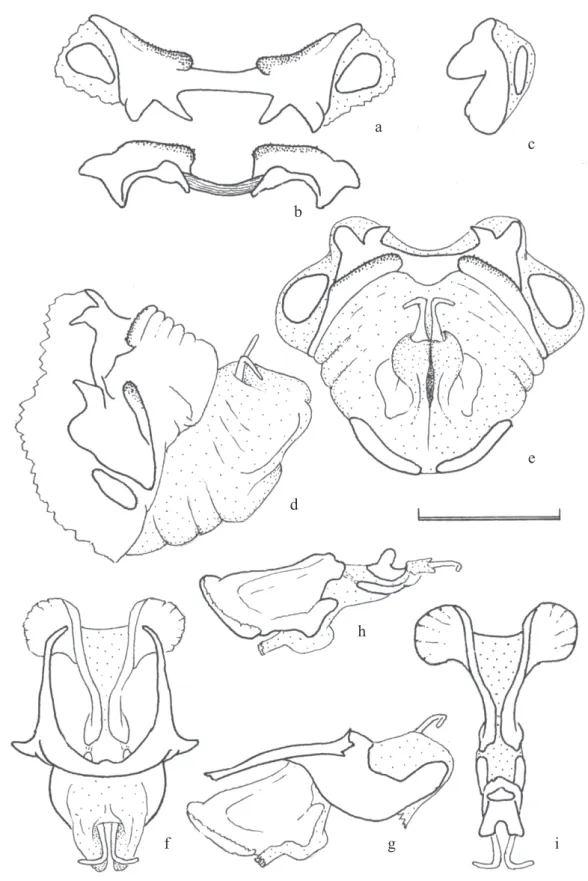 Fig. 3. R. ommexechoides phallic structure. Epiphallus in dorsal view. b) idem in rear view