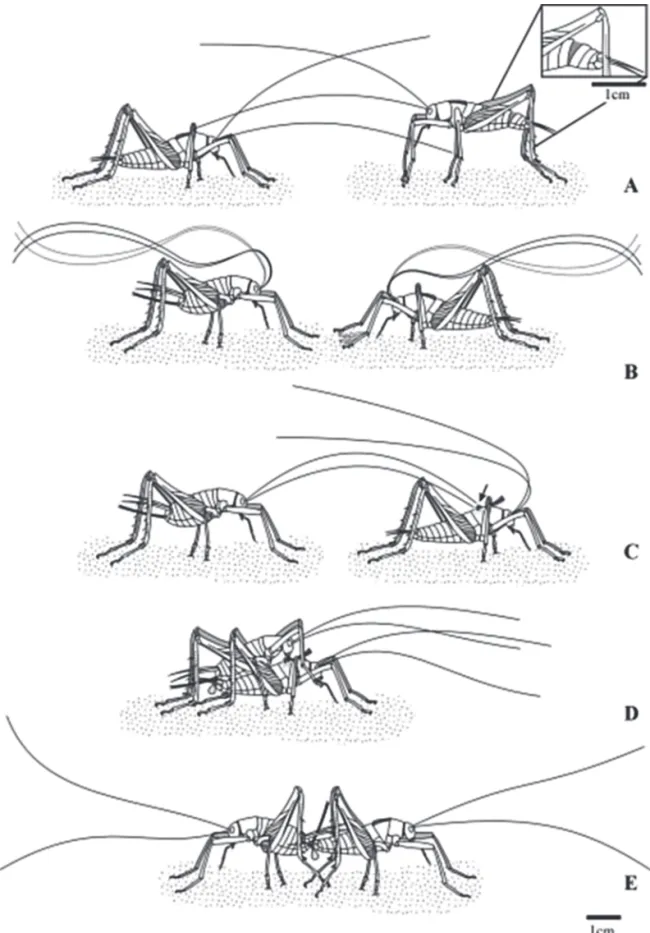 Figure 1. E. corumbatai reproductive behavior. A: Agonistic behavior between males fighting for a female