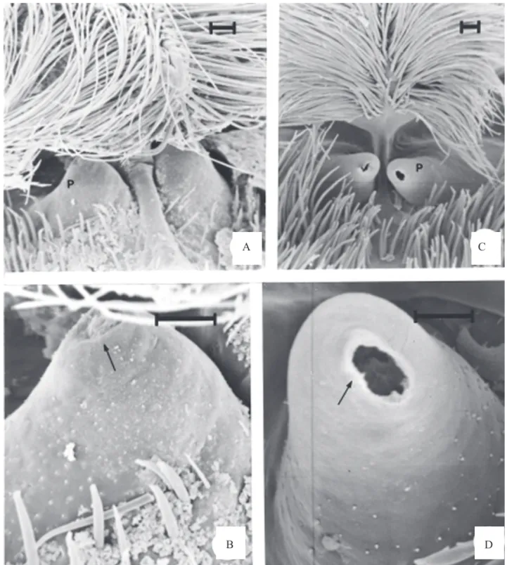 Figure 2. Metanotal gland of E. corumbatai. A: Glandular projections on the virgin male metanotum