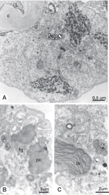 Figure 3. TEM micrographs of the venom gland of 25 day- day-old workers of A. mellifera from the control  without treatment (C1 group); A