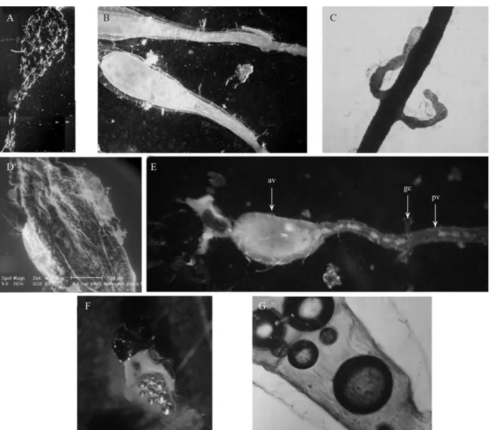 Fig. 3. Morphology of the midgut of Hypothenemus hampei. A) Visceral tracheal structures; B) dorsal view of the midgut  showing the epithelium and the peritrophic envelope; C) posterior midgut with the gastric caeca; D) ESEM epithelium; E) Lateral view mid