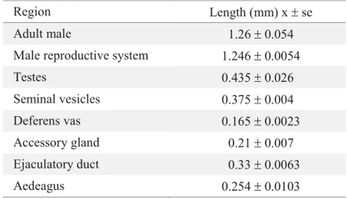 Table 2. Average length of parts of the female reproductive  system of H. hampei. (n = 12)