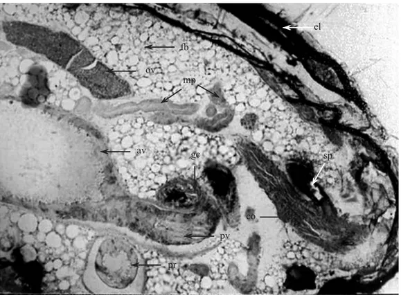 Fig. 7. Transverse section of the abdomen of Hypothenemus hampei female showing the position of the different organs that  composed the alimentary canal and the reproductive tract