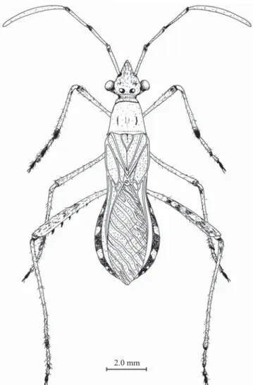 Fig. 3. Ventral rims of genital capsules (dorsal views)  of holotype males of A. Neomegalotomus simplex [=N