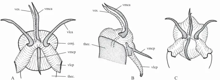Fig. 7. Aedeagal structures. A. aedeagus of Neomegalotomus parvus (ventral view), B. aedeagus of N