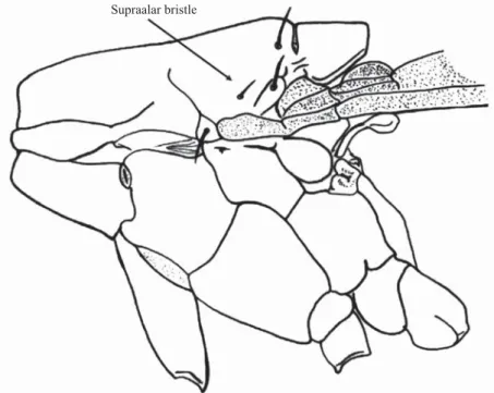 Fig 4. Thorax dorsal view of Nerius pilifer.