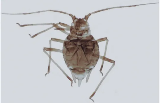 Fig 1 Hyperomyzus (Neonasonovia) pullatus n.sp.